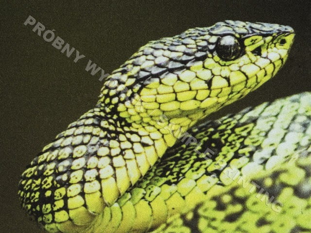 Natec Podkładka pod mysz printable biała 220x180